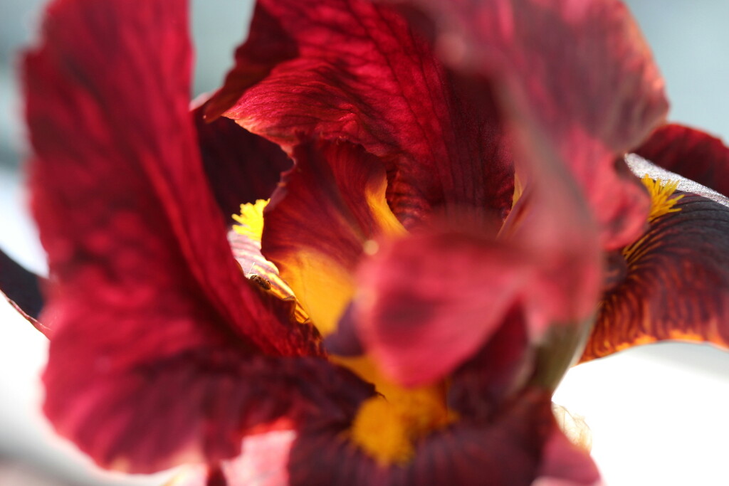 Iris Germanica by pyrrhula