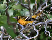 18th May 2023 - Mama Oriole after the Spa