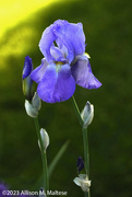 17th May 2023 - First Iris of the Season