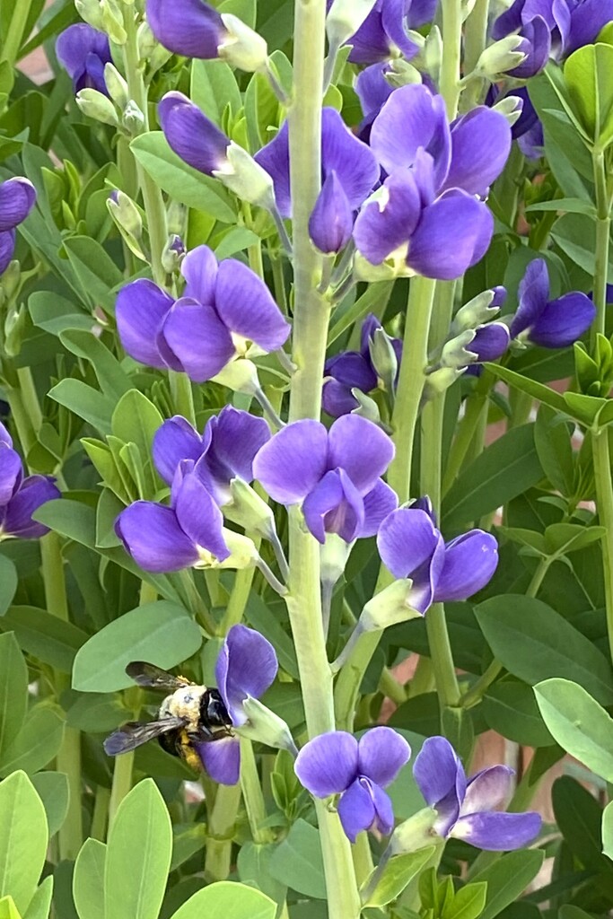 Baptisia and a bee by tunia