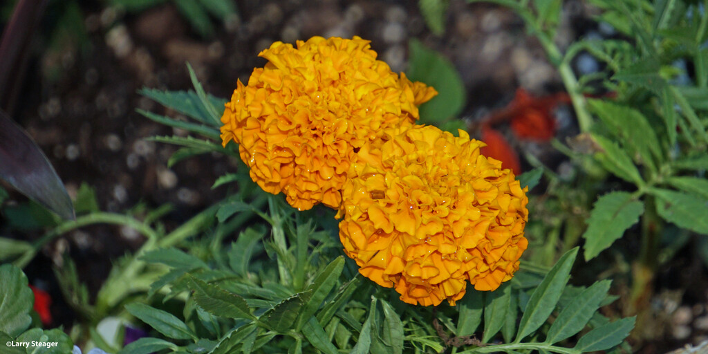 Orange Marigold by larrysphotos