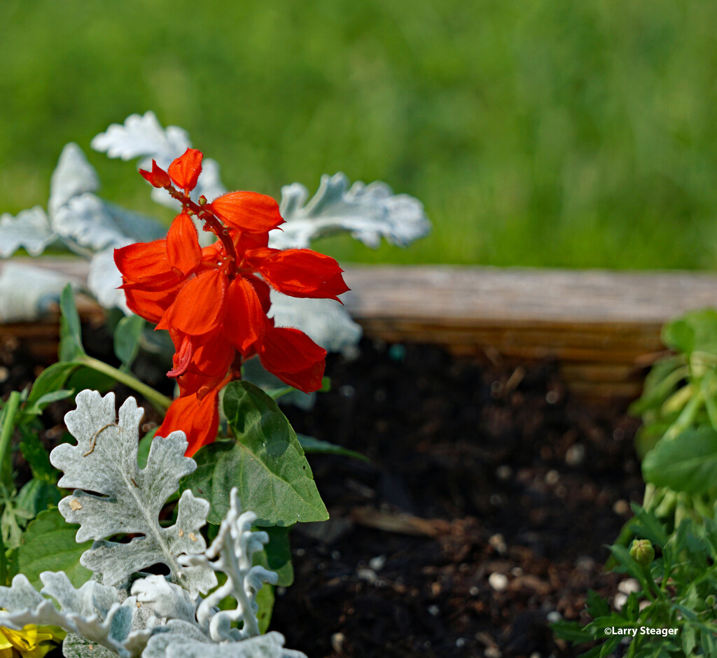 Red Salvia by larrysphotos