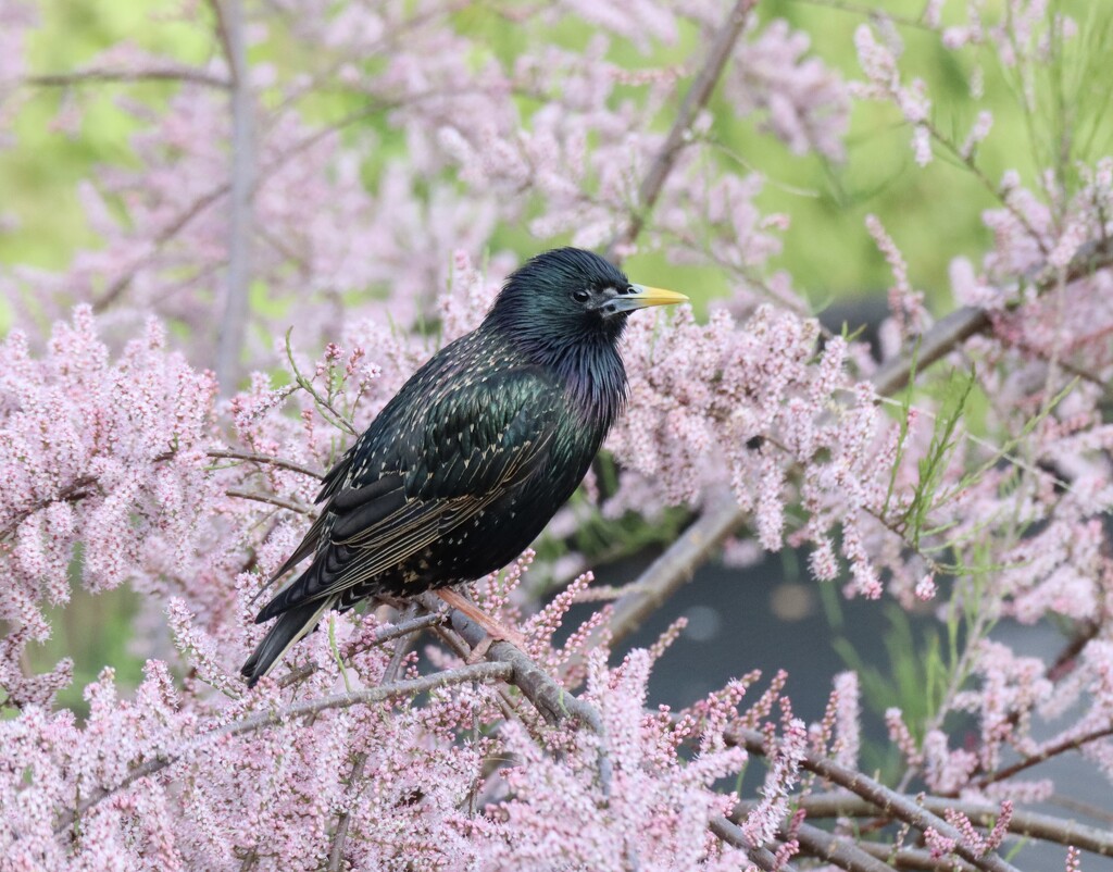 Starling  by jeremyccc