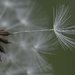 Dandelion Seed by fayefaye