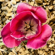 18th May 2023 - Last Days of a Pink Tulip