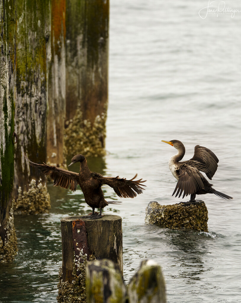 Cormorants Preening Together by jgpittenger