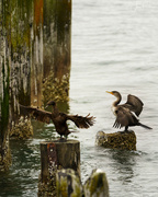 18th May 2023 - Cormorants Preening Together