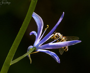 18th May 2023 - Orchard Mason Bee Enjoying the Pollen 
