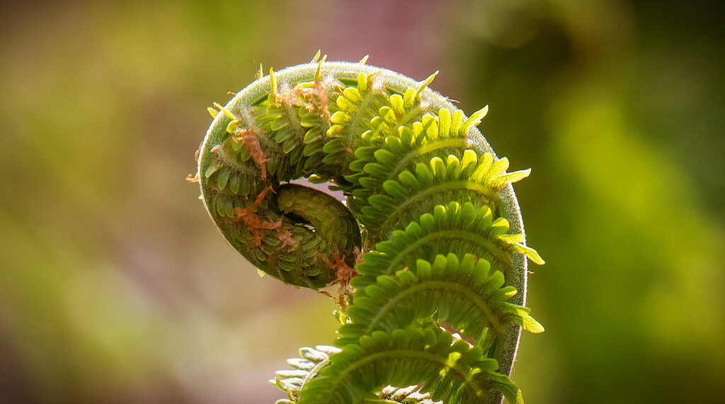 Fiddlehead by pdulis
