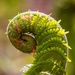 Fiddlehead by pdulis