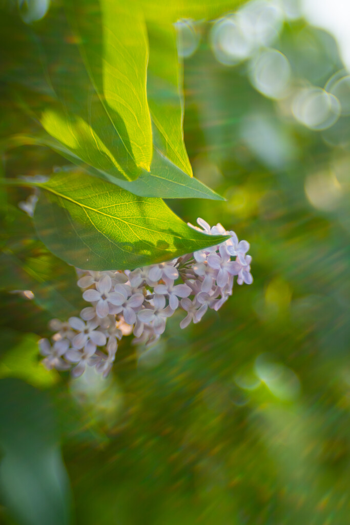 Lensbaby, morning light, lilacs by jackies365