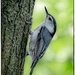 White-Breasted Nuthatch by bluemoon