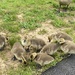 baby geese by wiesnerbeth