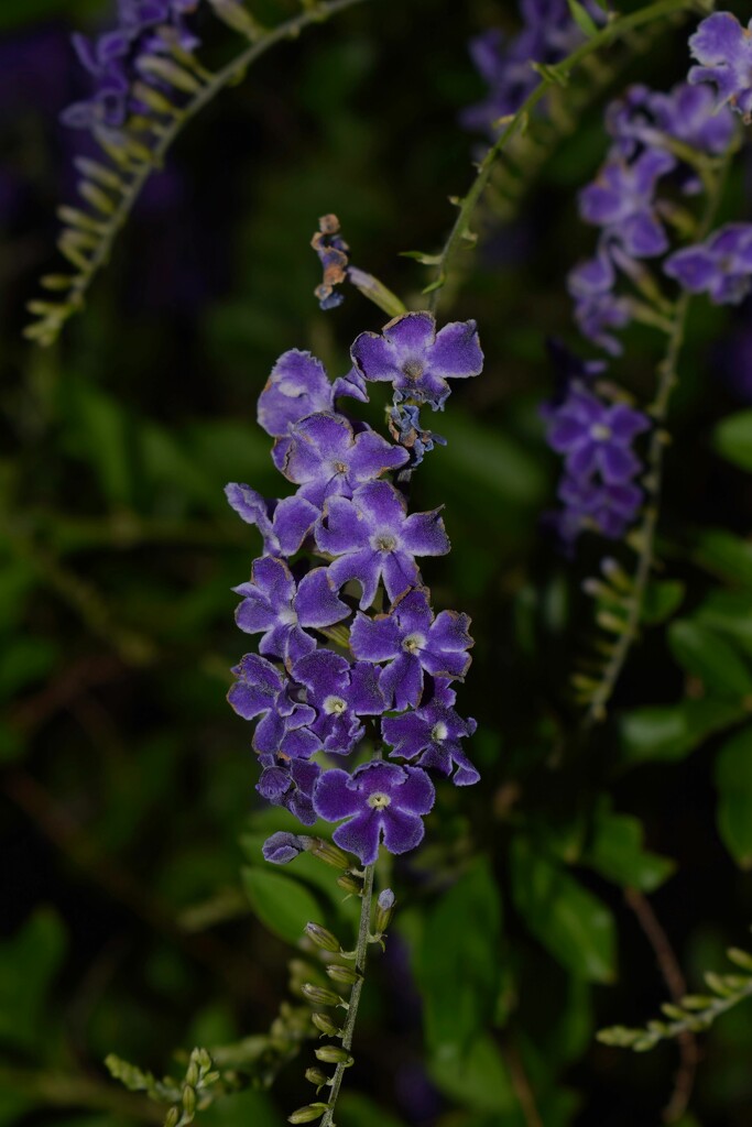 May 17 Purple flowers by sandlily