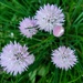 Chives by kimmer50