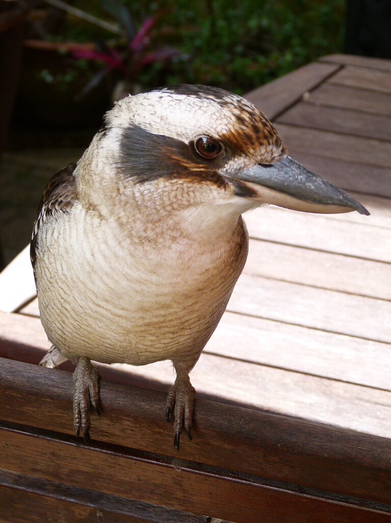 Kookaburra by onewing
