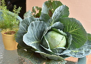 19th May 2023 - CABBAGES