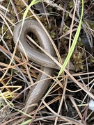 18th May 2023 - Slow worm