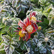 19th May 2023 - A Touch of Frost
