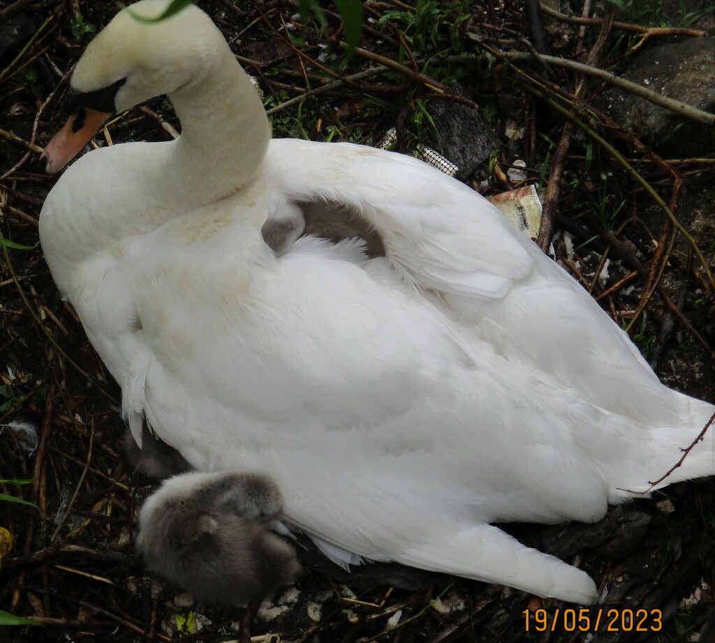 Mother swan and sleeping cygnet in her wings. (2) by grace55
