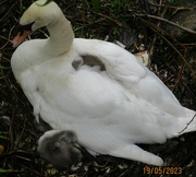 19th May 2023 - Mother swan and sleeping cygnet in her wings. (2)