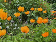 18th May 2023 - Welsh Poppies