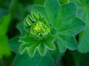 18th May 2023 - Lady's Mantle...........762