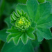 Lady's Mantle...........762 by neil_ge