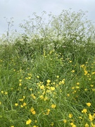 19th May 2023 - Field of buttercups