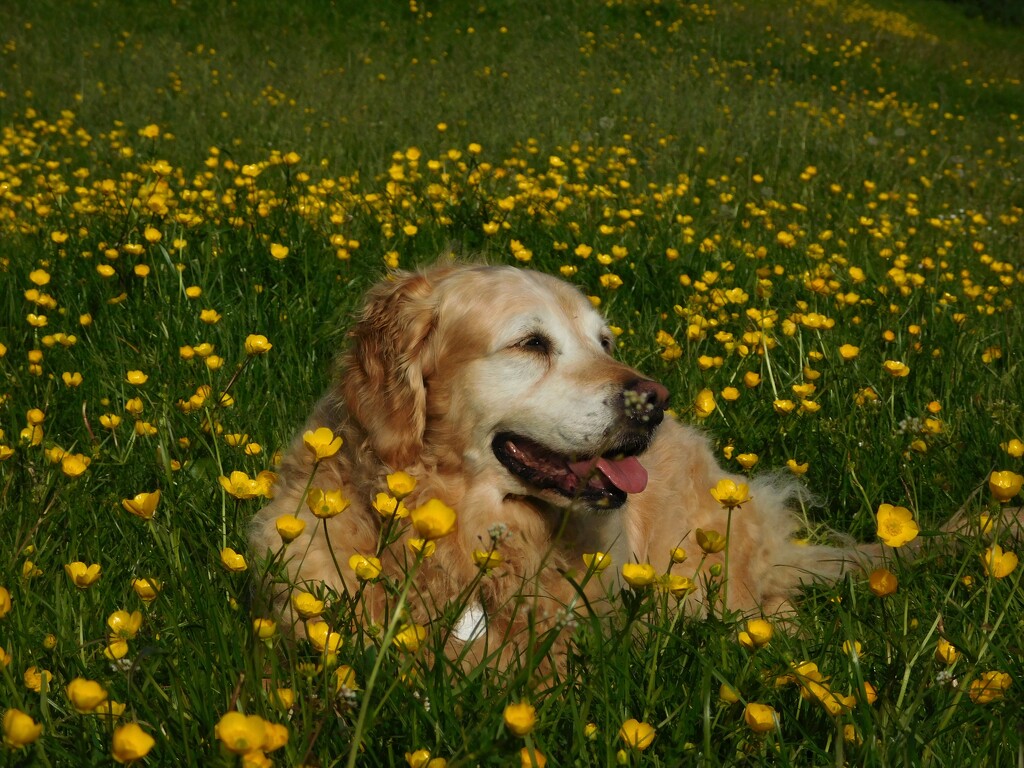Cookie in the Buttercups! by 365anne