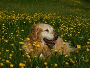 19th May 2023 - Cookie in the Buttercups!