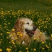 Cookie in the Buttercups! by 365anne