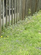 19th May 2023 - Flowers by a Fence 