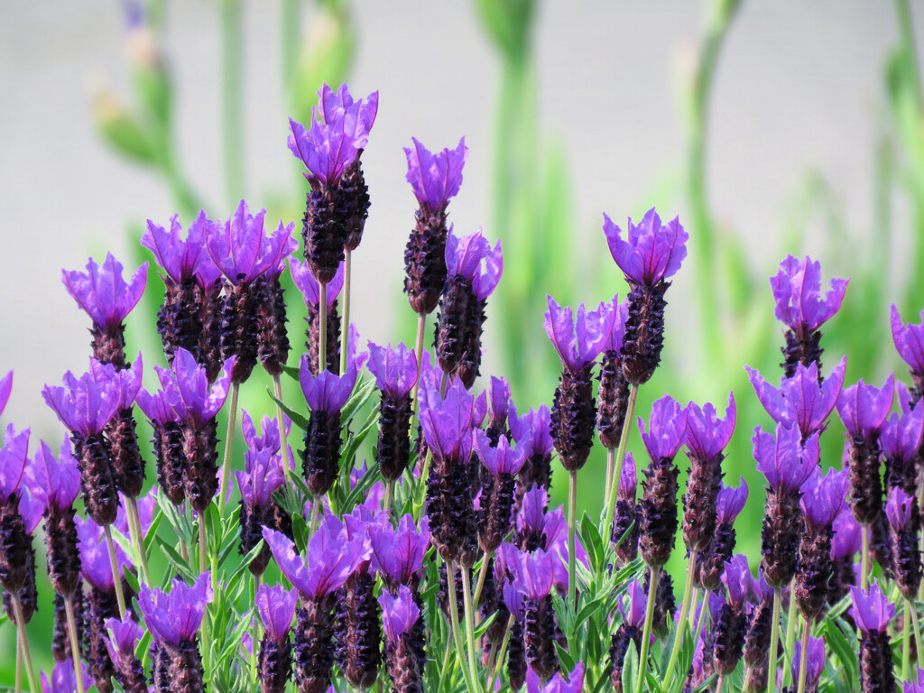 Lavender by seattlite