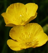 19th May 2023 - Buttercups