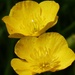 Buttercups by fishers