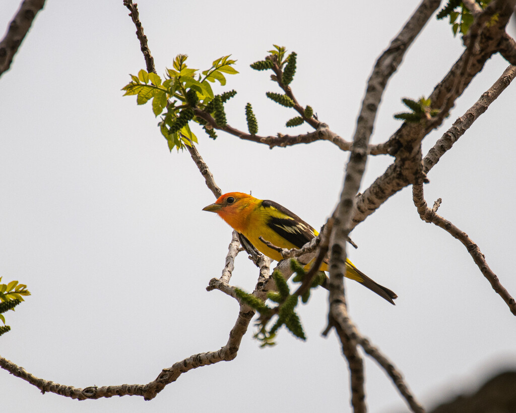 western tanager by aecasey