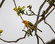 18th May 2023 - western tanager