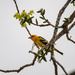 western tanager by aecasey