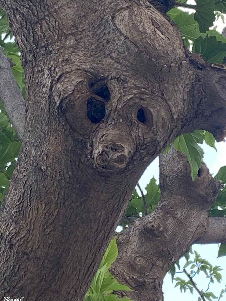 Another tree with a face by monicac