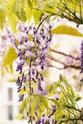 19th May 2023 - Wisteria......