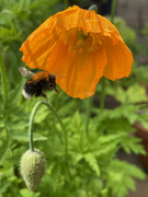 19th May 2023 - Bumble Bee