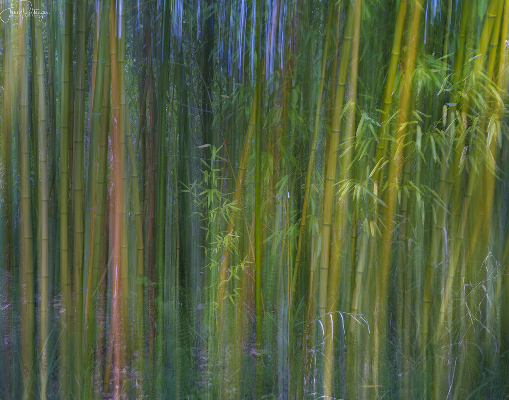 ICM Bamboo  by jgpittenger