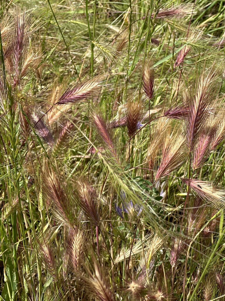 Grasses Going to Seed by shutterbug49