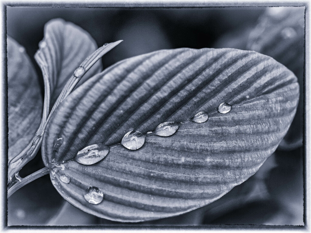 The raindrops on the leaf by haskar