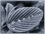 19th May 2023 - The raindrops on the leaf