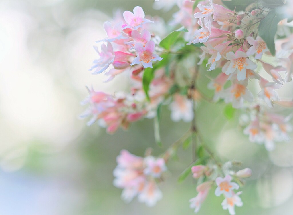 Pale Pink by lynnz