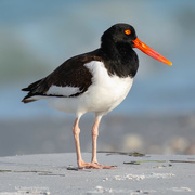 19th May 2023 - Oyster Catcher