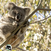 a little Hope in the sun by koalagardens