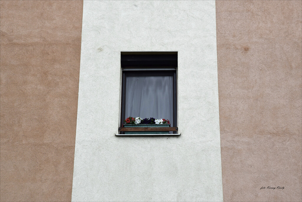 Floral window by kork
